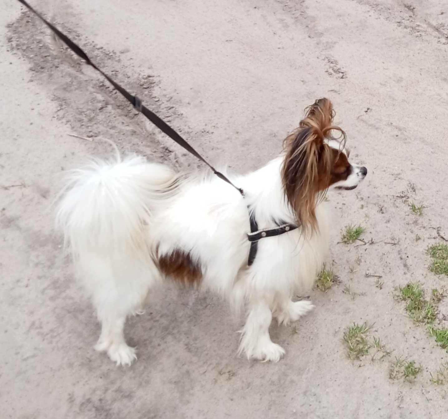 Papillon Spaniel Kontynentalny -ZKwP/FCI samiec