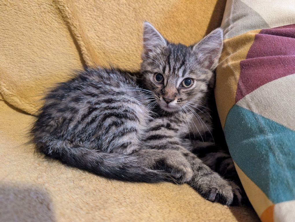 Piękny kot do adopcji