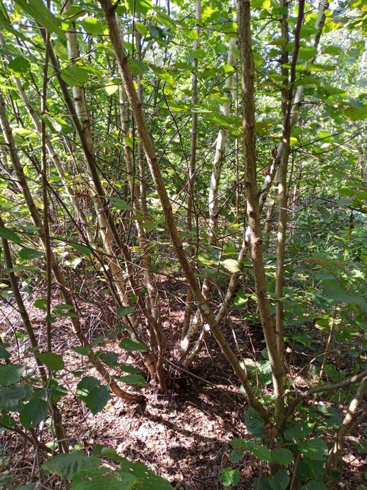 Opał drzewo gałęziówka