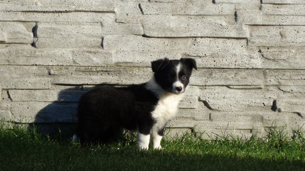Border collie suczka z rodowodem