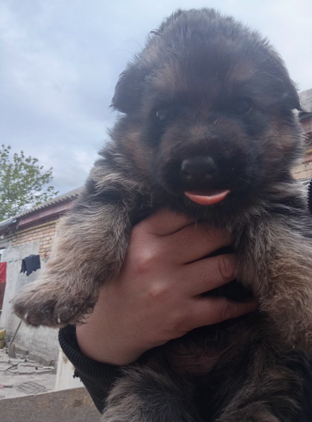 Продам цуциків німецьких вівчарок