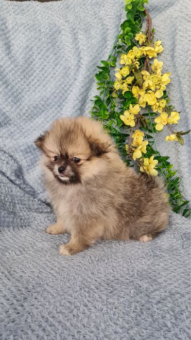 Estupenda mini Lulu da Pomerânia / Spitz Alemão Anão de Qualidade