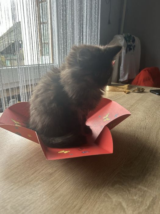 Відамо котиків в добрі руки