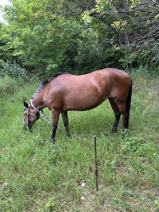 Продам коня 12 років