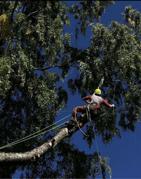Спилить Дерево, Спиляти ДЕРЕВО, Зрізати ДеРево,Санітарна обрізка Дерев