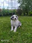 Border Collie - Blue Merle