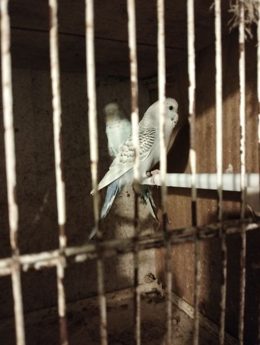 Casal periquitos texas