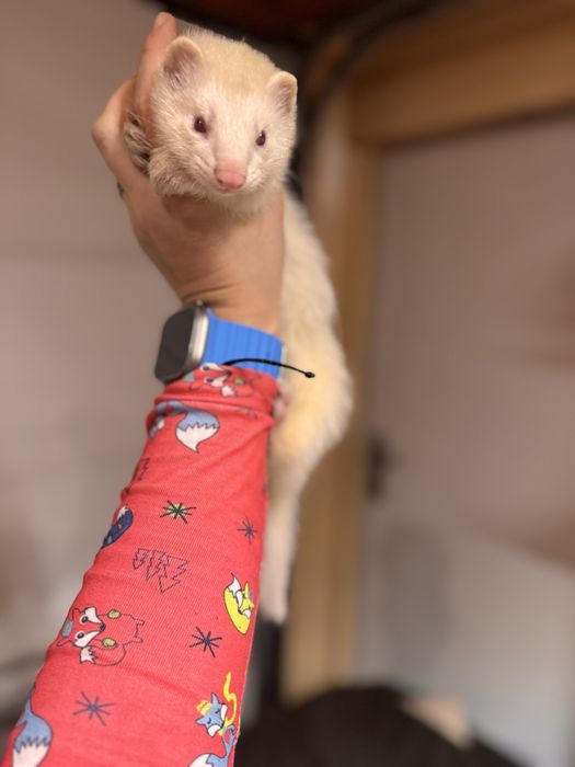 Fretka - samica albino mloda REZERWOWANA