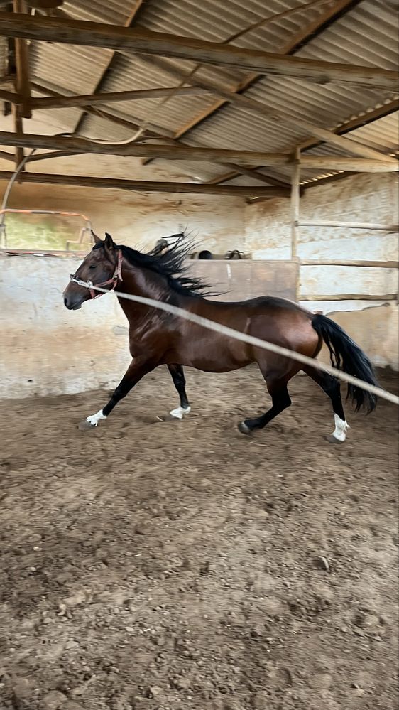 Cavalo Puro Sangue Lusitano