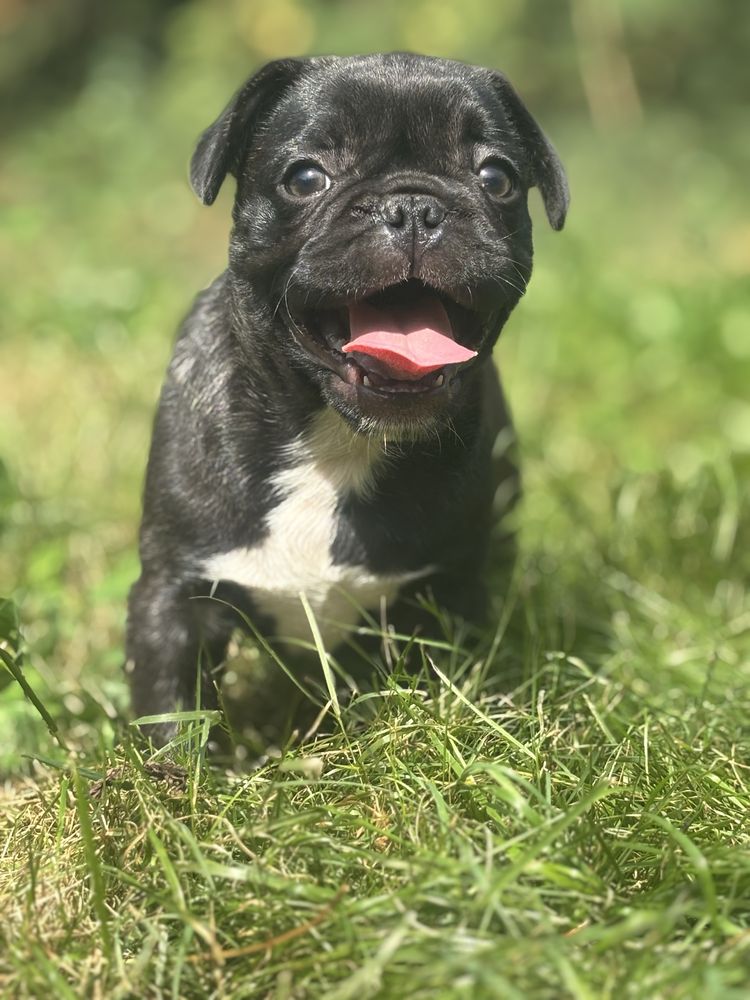 Frienche Pug  (buldog francuski , Mops)