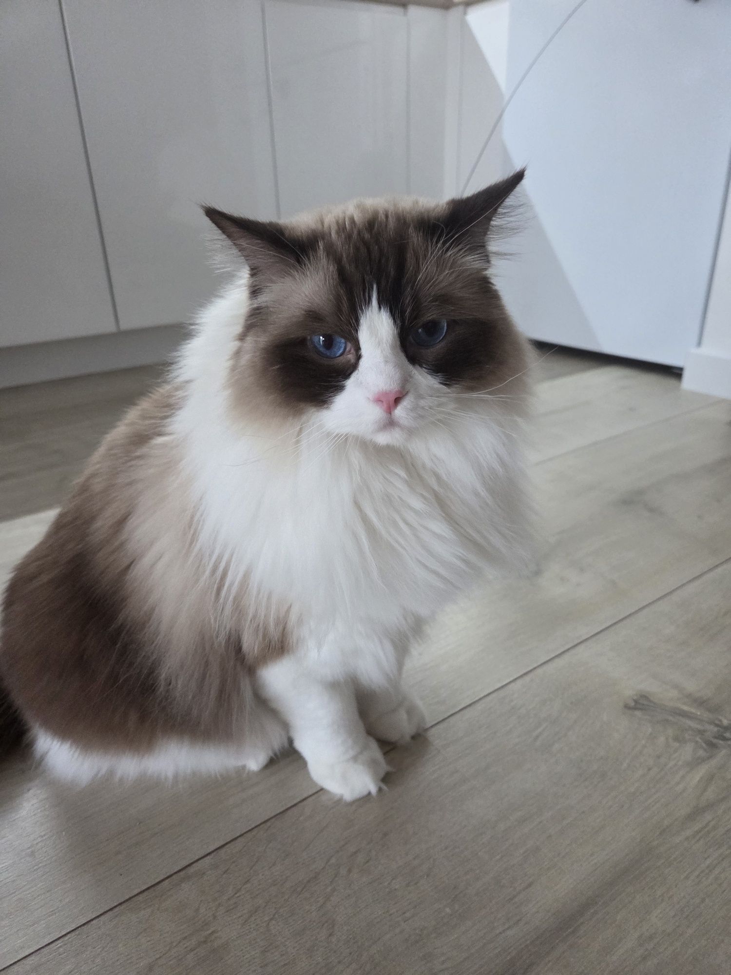Piękny Ragdoll Kocurek