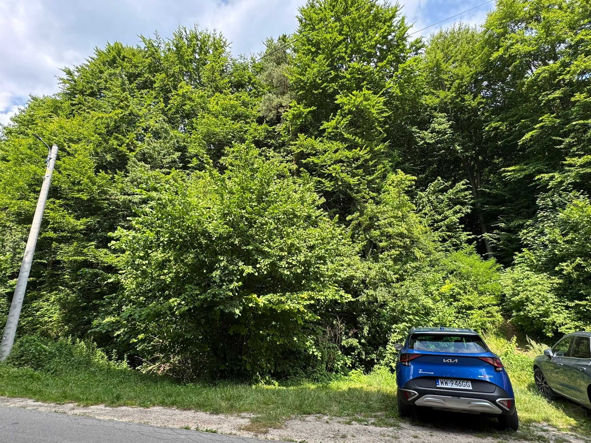 Działka leśna [7a] bez pośredników