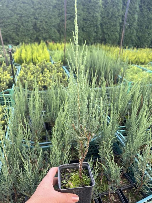 Туя Смарагд,Ялівець,ЯлинкаКоніка,Декоративні рослини