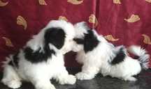 Shih Tzu piesek z rodowodem SWKIPR