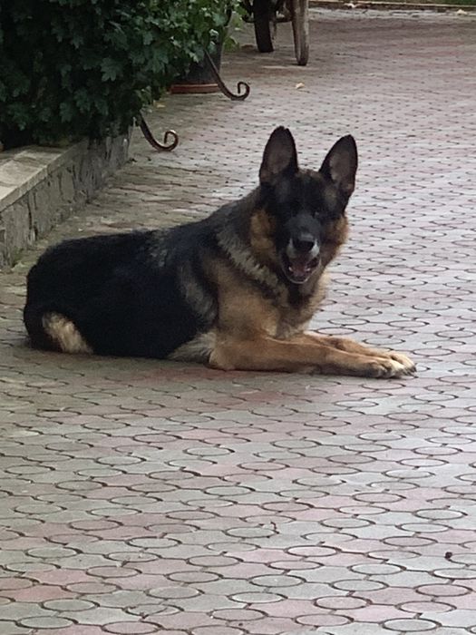 Цуценята Німецької вівчарки