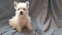 West highland white terrier