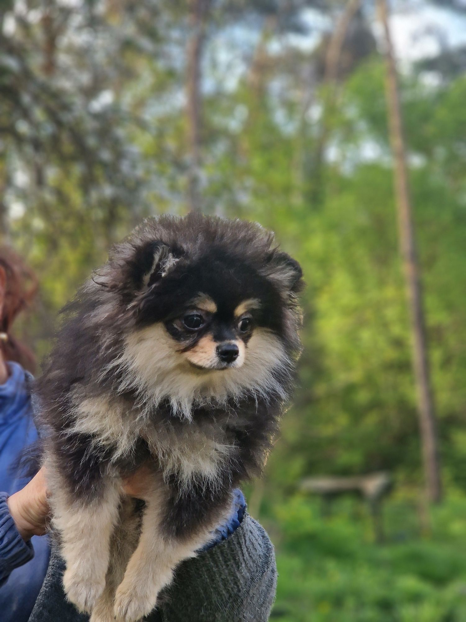 pomeranian cudowna maleńka księżniczka