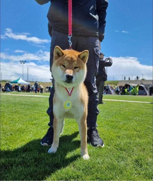 Plany hodowlane zima 2025 - shiba ZKwP rezerwacja