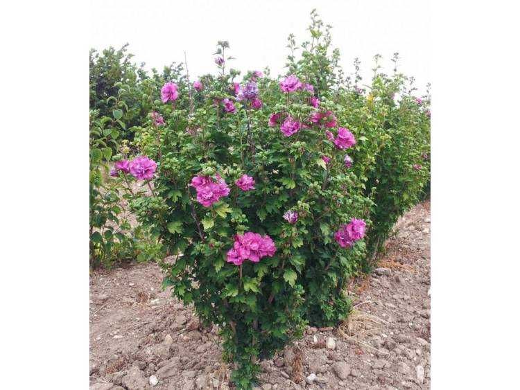 Hibiskus syriacus DUC de BRABANT