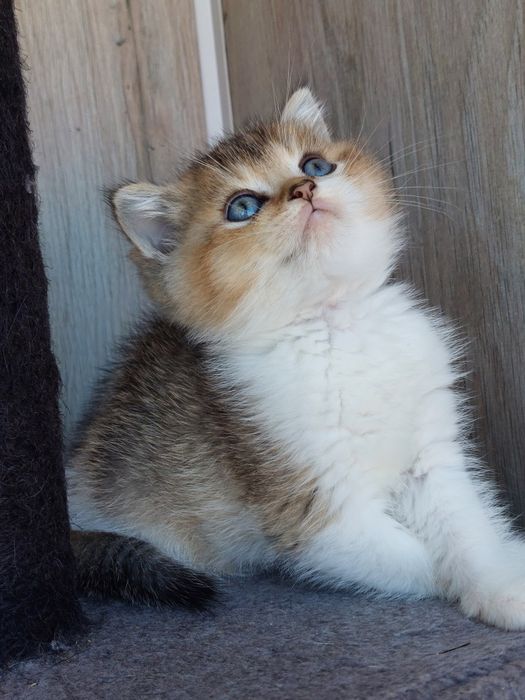 Macho british shorthair