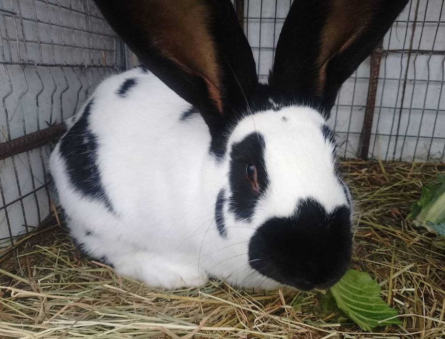 продам кролика, самець