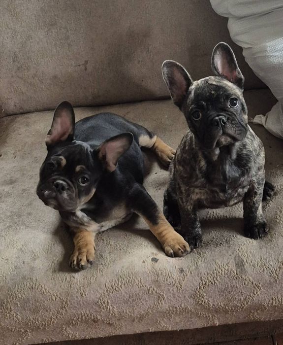 Продам цуциків французького бульдога