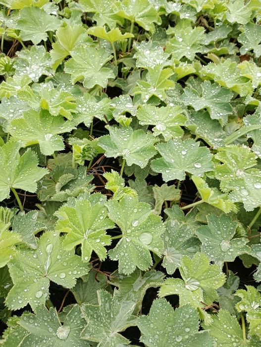 Przywrotnik ostroklapowy alchemila molis
Alchemilla mollis