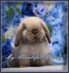 Piękny Młody Królik Mini Lop - Cream