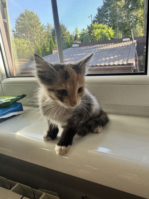 Маленьке кошеня, кіця 4 місяця Львів Вікторія Гарденс