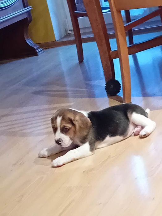 Beagle piesek trikolor