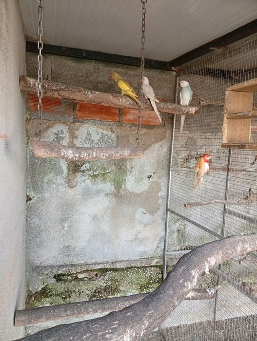 Ring neck fêmeas 2025