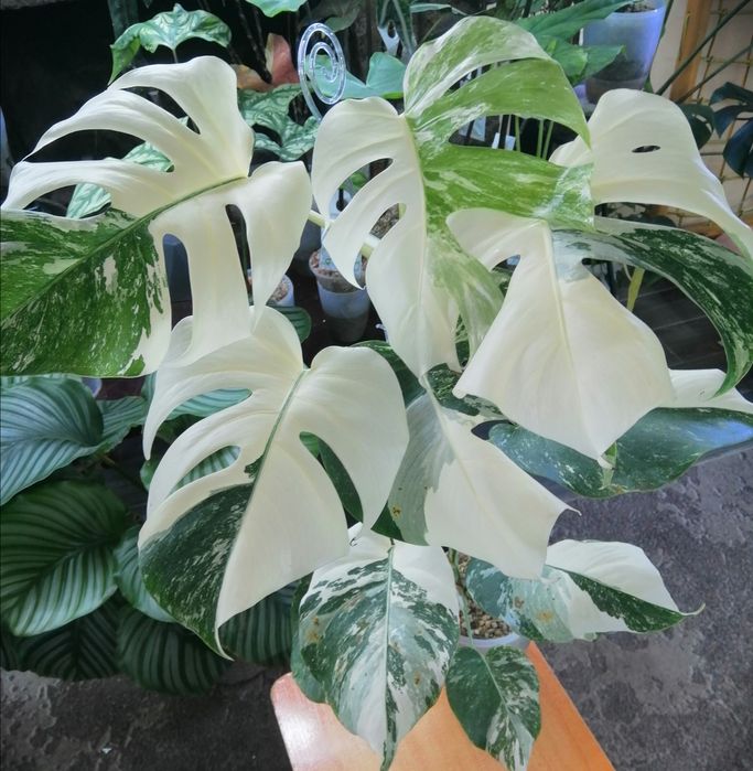 Монстера альба взрослое растение.