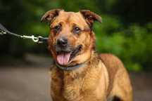 Do adopcji  GITEZ -  Uwielbia zabawy ! ur.ok 2019 roku