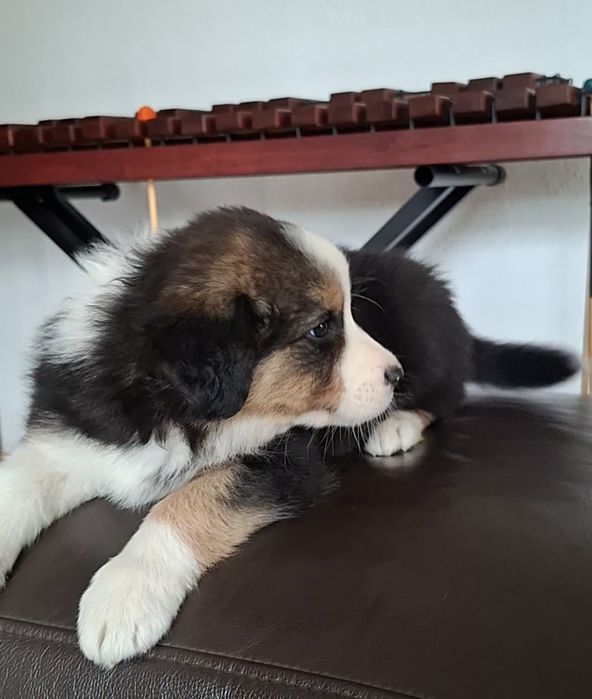 Amazing Ponidzie Border Collie