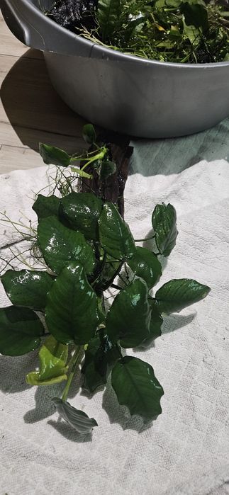 Anubias plus korzeń