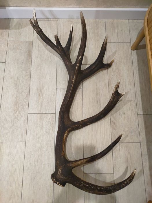 Роги оленячі 2025 року