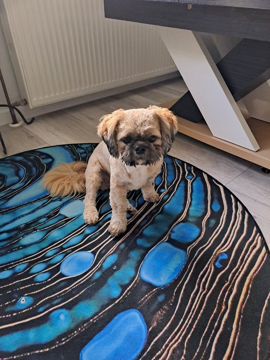 #Trójmiasto Domowa opieka nad psem.