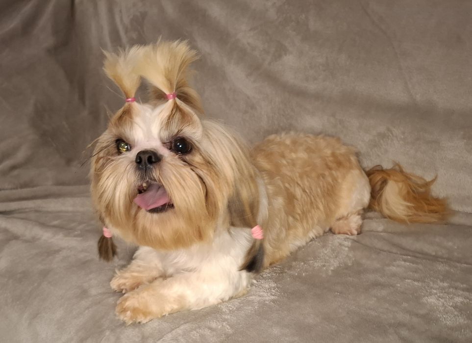 Shih-tzu Suczka dorosła