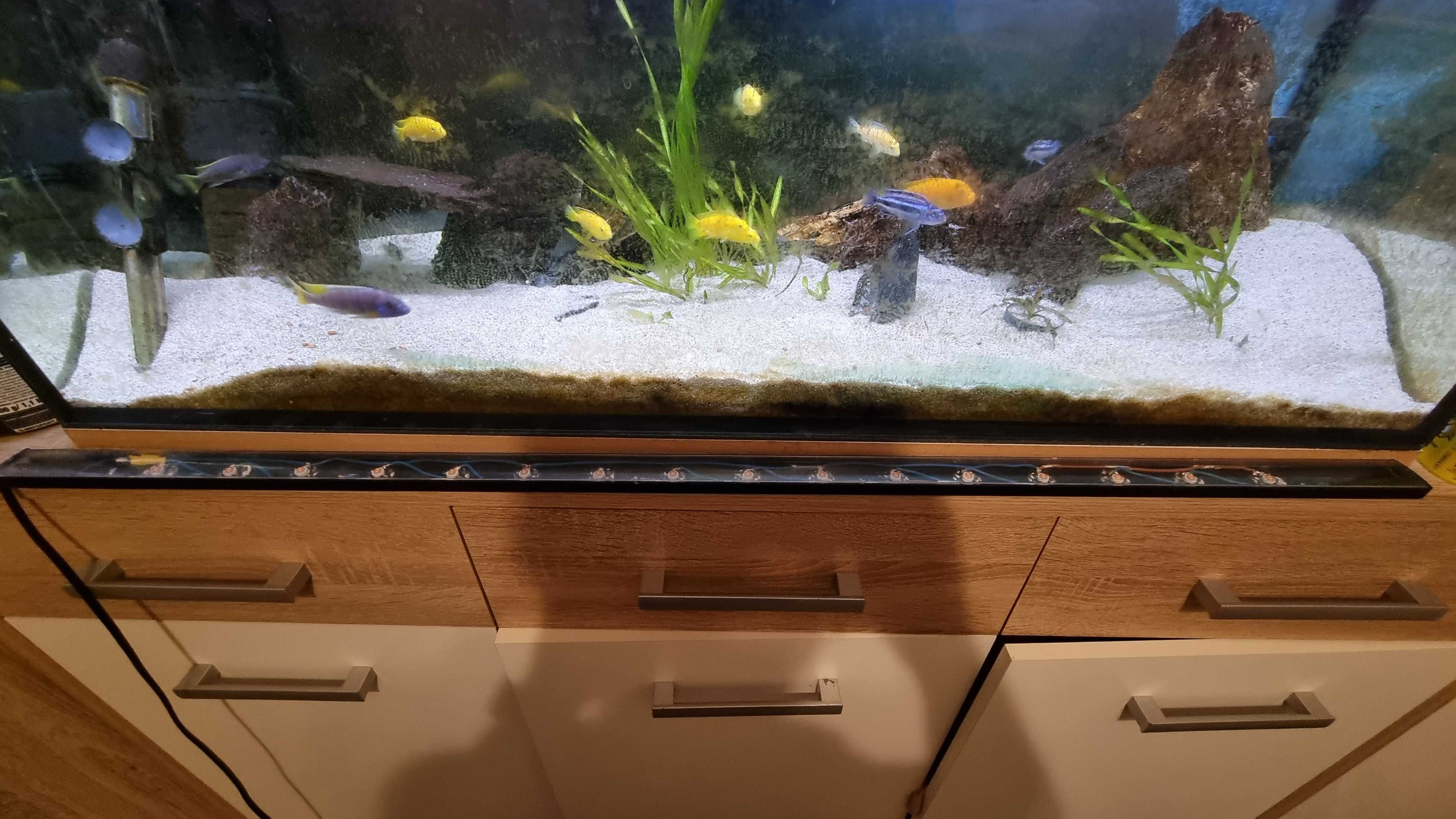 Akwarium 160l 100x40x40cm Opitwhite zestaw fluval 307