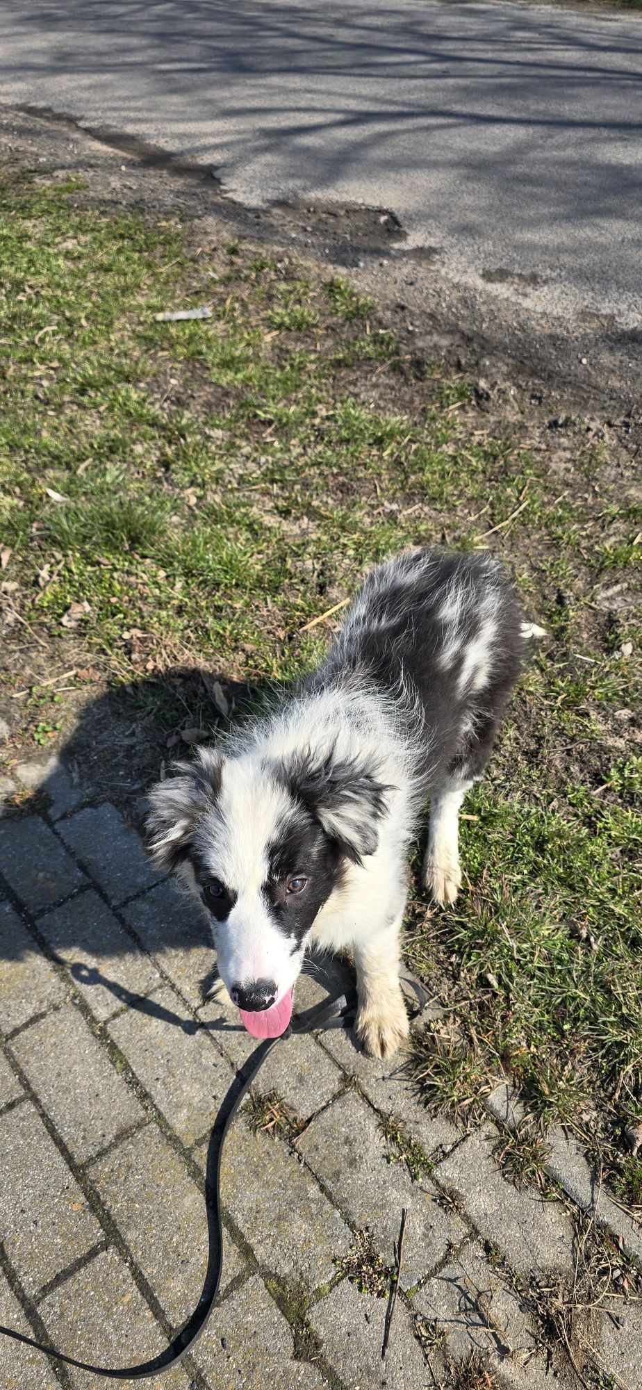 Border Collie piesek
