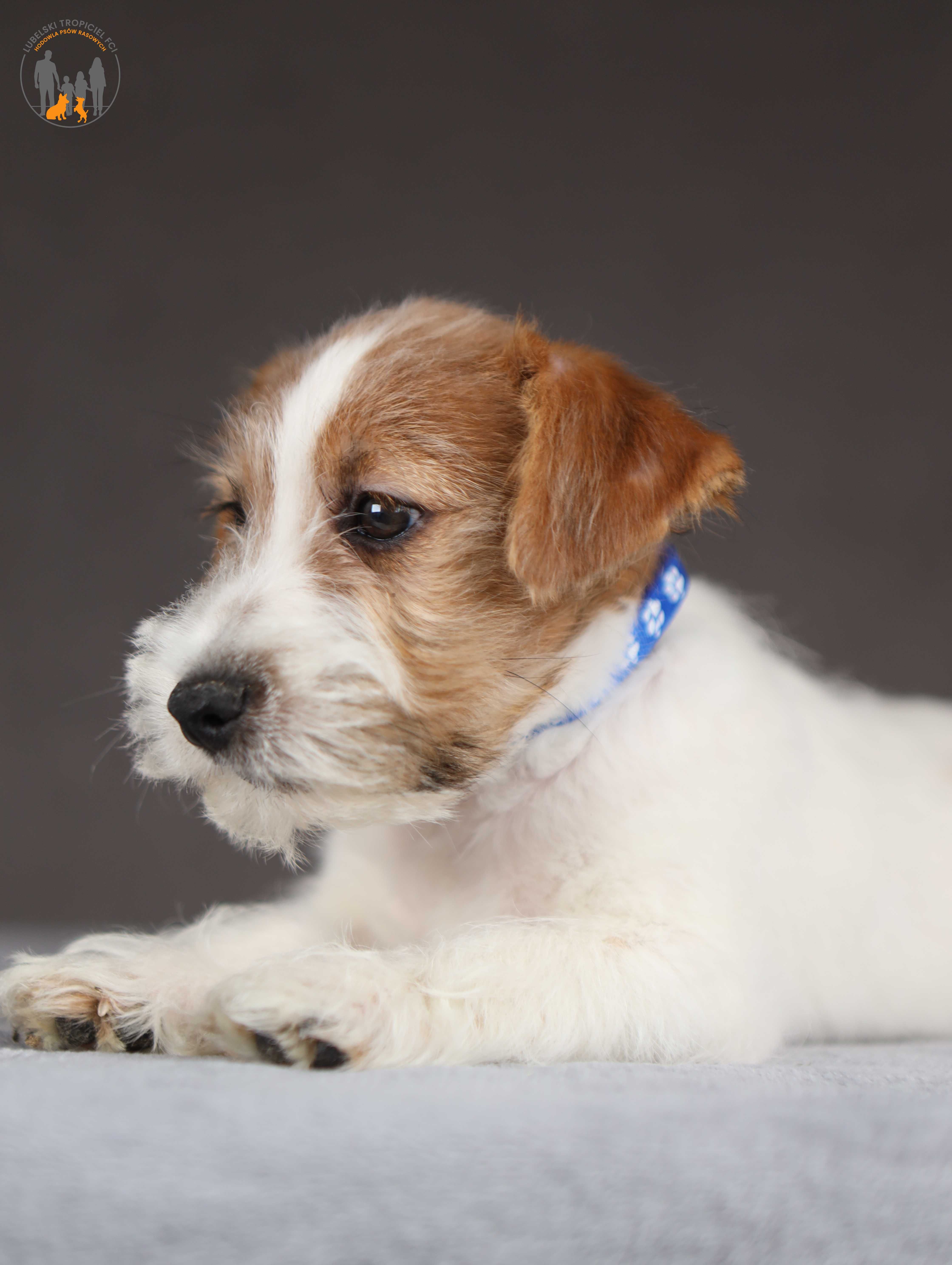 Jack Russell Terrier ZKwP FCI piękny piesek po Ch.PL rezerwacja