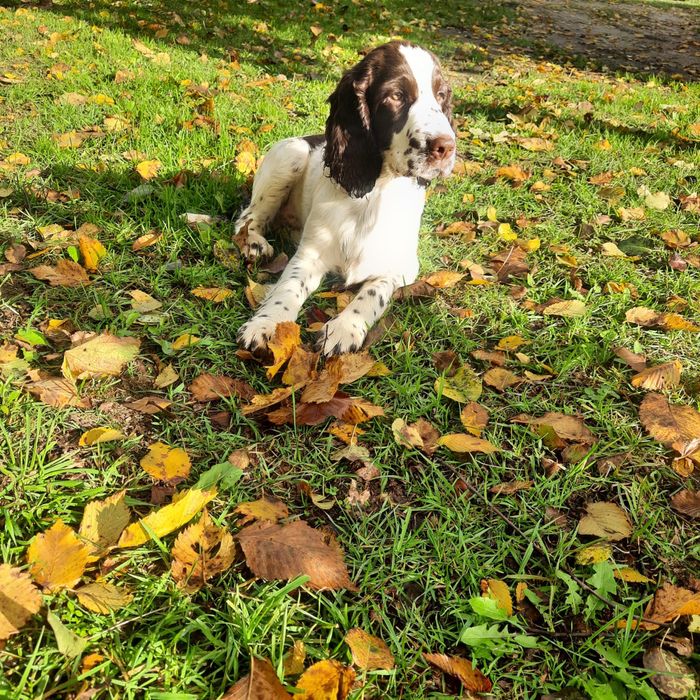 springer spaniel angielski - LEGO dostępny chłopiec wątrobiano biały