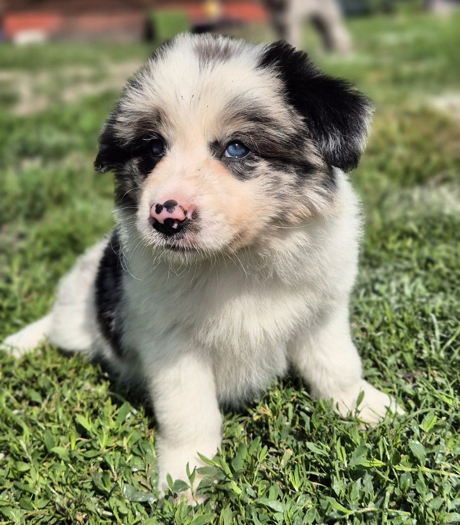 Suczka border collie
