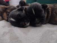 Shih TZU czekolada pregowana