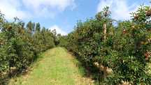 Terreno de 10.000m2 com pomar de macieiras e pinhal - Óbidos