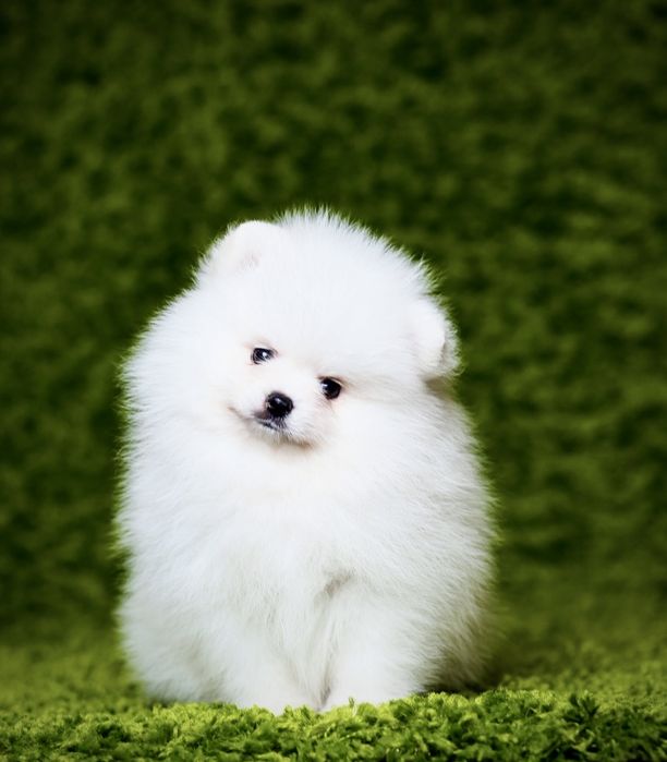 Белые щенки померанские шпицы. Щенок померанец в типе мишка с документ