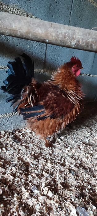 Galos bonitos de várias raças