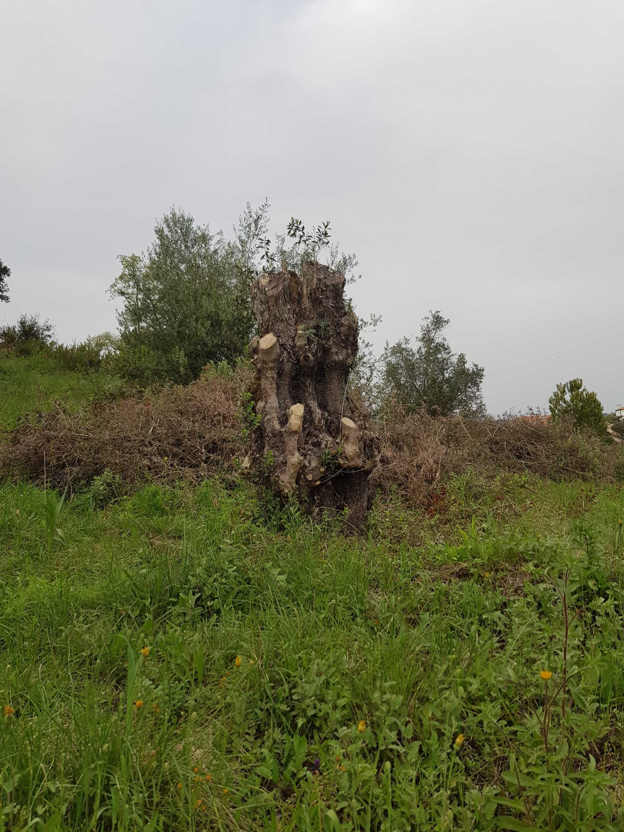 Oliveiras com dezenas de anos