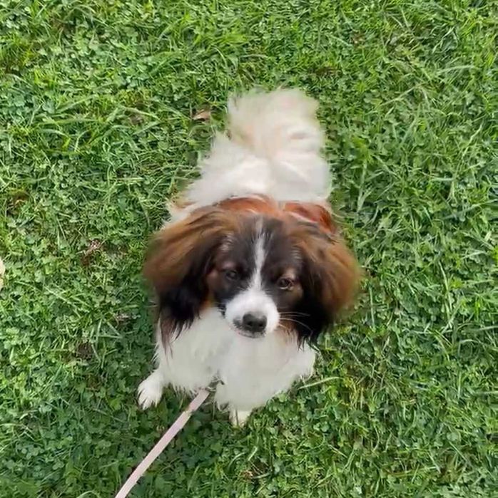 spaniel kontynentalny, phalene nie papillon, ZKwP, FCI, piesek