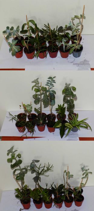 Kaktusy sukulenty i inne rośliny